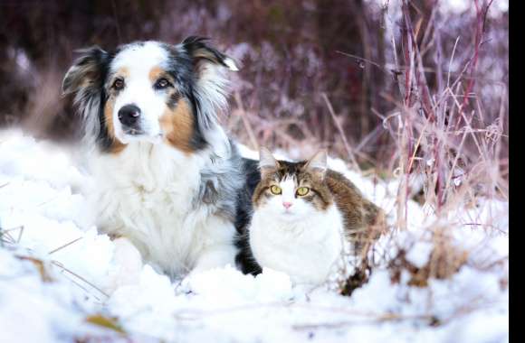 Border Collie Snow Winter Dog Cat Animal Cat & Dog wallpapers hd quality