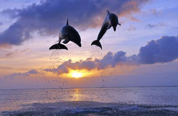 Bottlenose Dolphin Duo wallpapers hd quality