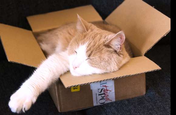 Box Sleeping Animal Cat wallpapers hd quality