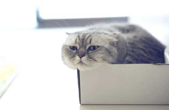 Boxed Cat wallpapers hd quality