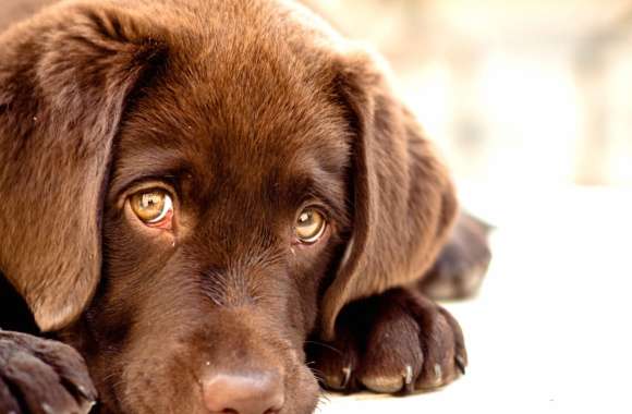 Brown-eyed Labrador Stare -