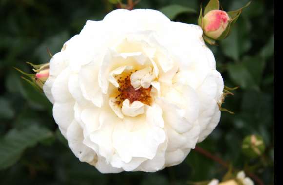 Bud Flower White Rose Nature Rose