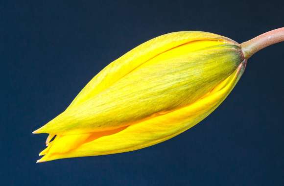 Bud Nature Tulip