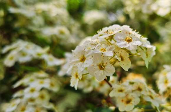 bush with flowers