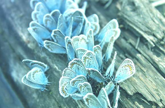 Butterfly Cluster wallpapers hd quality