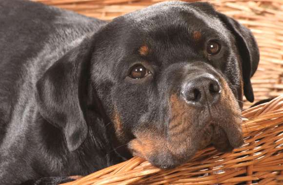 Calm Rottweiler