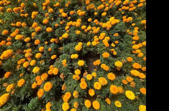 Calmness Kazakhstan Green Yellow Plant Nature Flower