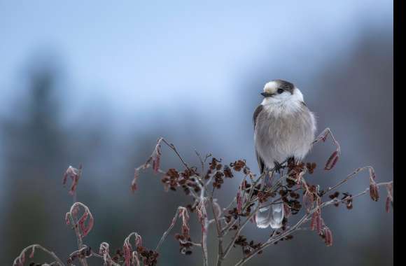 Canada Jay Animal Jay 8k Ultra