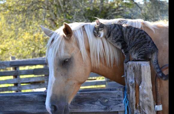 Cat and Horse Friendship - wallpapers hd quality