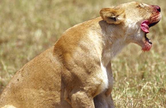 Cat Animal Lion wallpapers hd quality