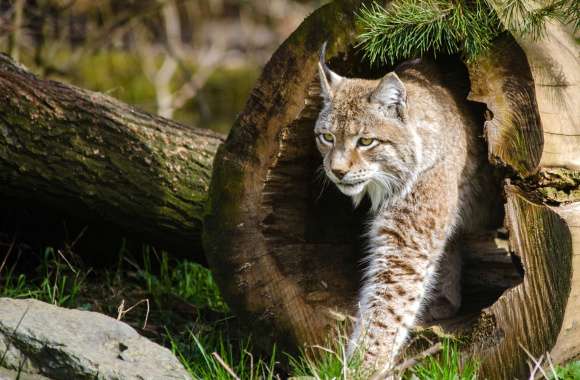 Cat Animal Lynx wallpapers hd quality