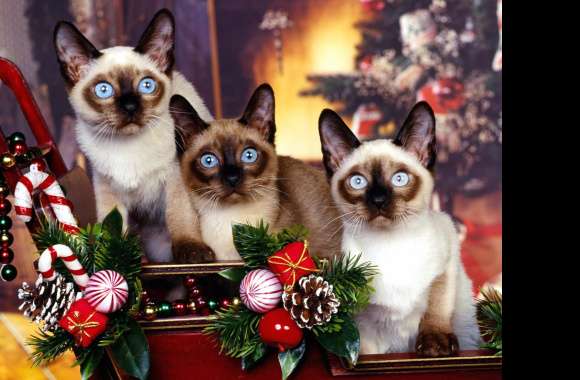 Cat Animal Siamese Cat Wallpaper