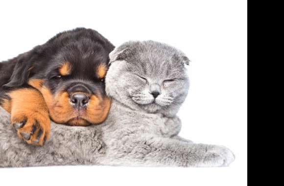 Cat Cute Rottweiler Dog Puppy Animal Cat & Dog Cute Cat