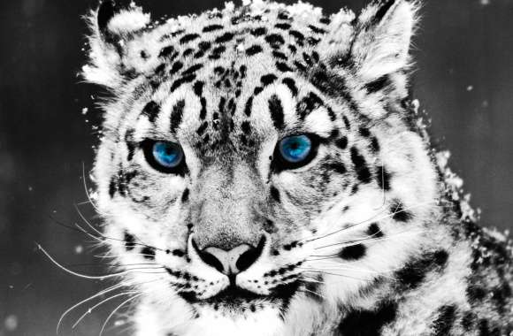 Cat Cute Tiger Animal Snow Leopard Cute Cat