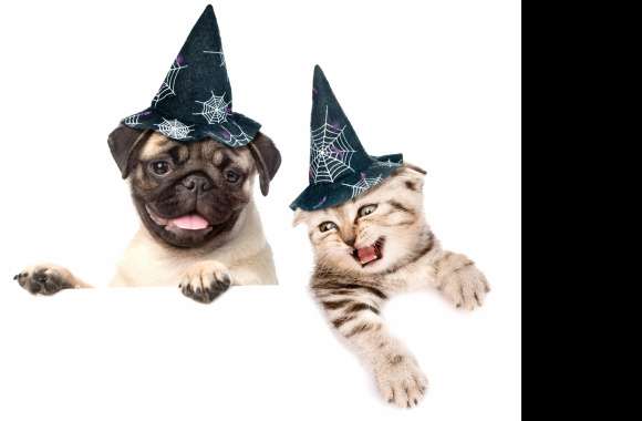 Cat Dog Holiday Halloween wallpapers hd quality