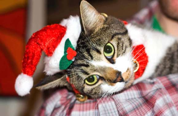 Cat Santa Hat Holiday Christmas