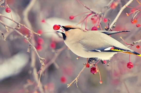 Cedar Waxwing in Winter Berry Branches - wallpapers hd quality