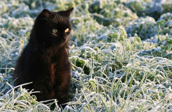 Charming Black Cat in Frosty Field -