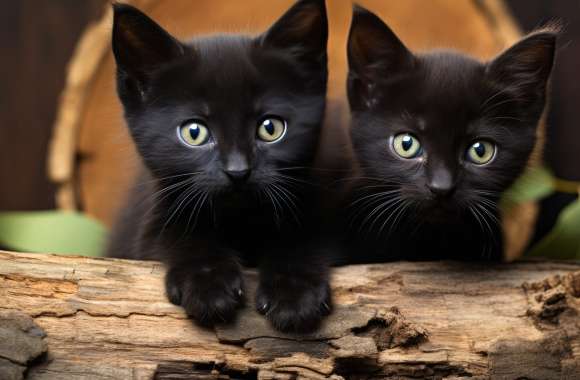 Charming Black Kittens