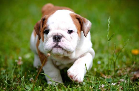 Charming Bulldog Puppy