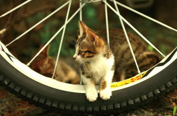 Charming Cat & Bicycle Wheel wallpapers hd quality