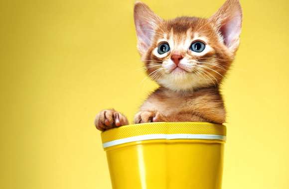 Charming Cat in Yellow -