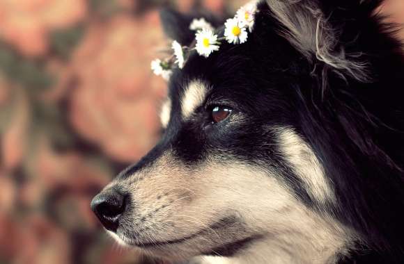 Charming Dog in – A Floral Delight