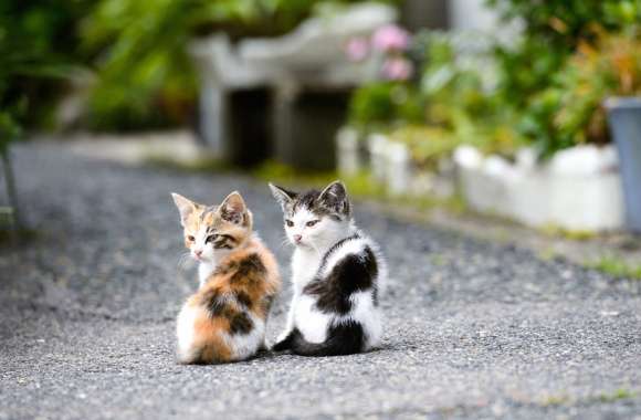 Charming Duo Cat