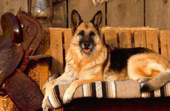 Charming German Shepherd