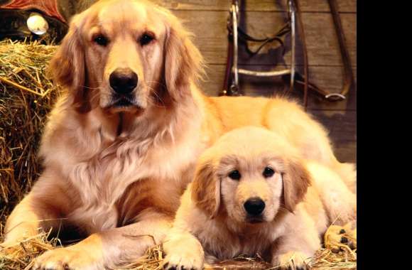 Charming Golden Retriever Duo