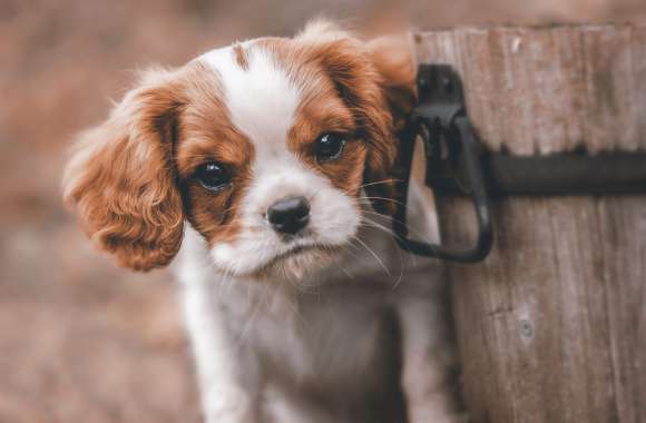 Charming King Charles Spaniel - wallpapers hd quality