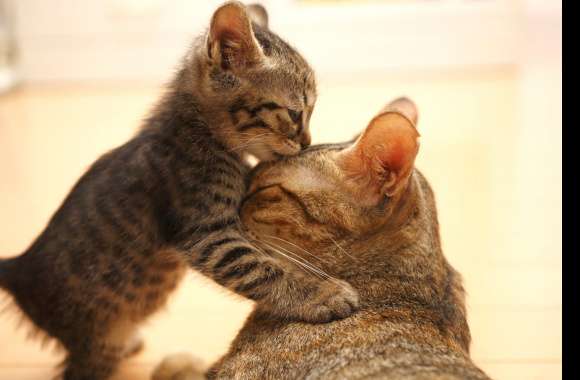 Charming Kitten Kiss