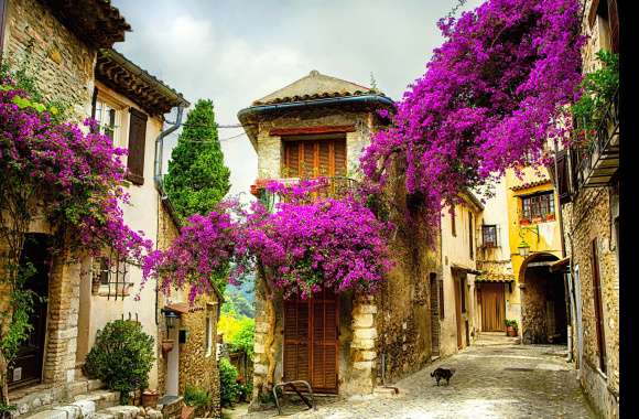 Charming Provence Streets A Purple Flower