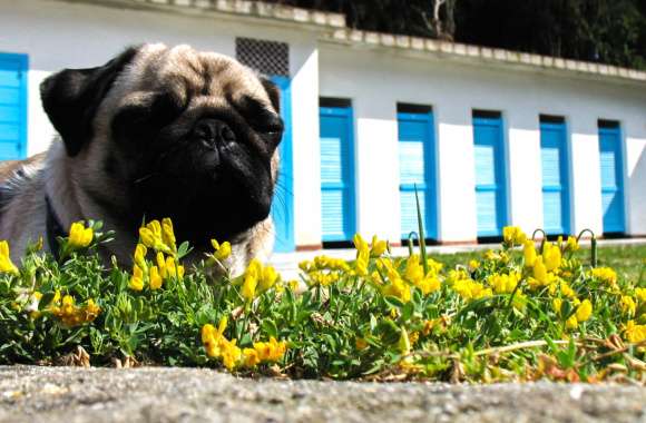 Charming Pug Among Flowers -