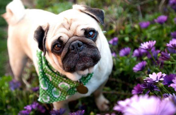 Charming Pug in Blossoms