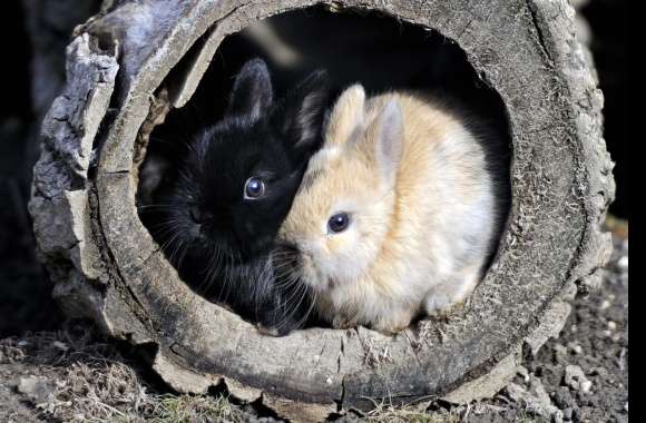 Charming Rabbits A Delightful