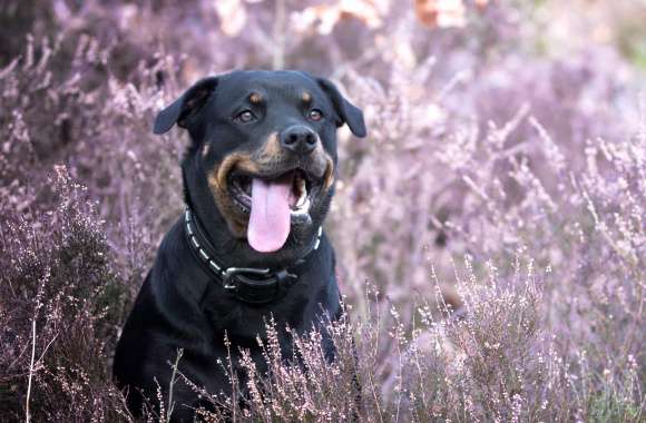 Charming Rottweiler in Lavender - wallpapers hd quality