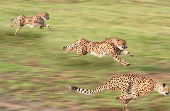 Cheetah Chase wallpapers hd quality