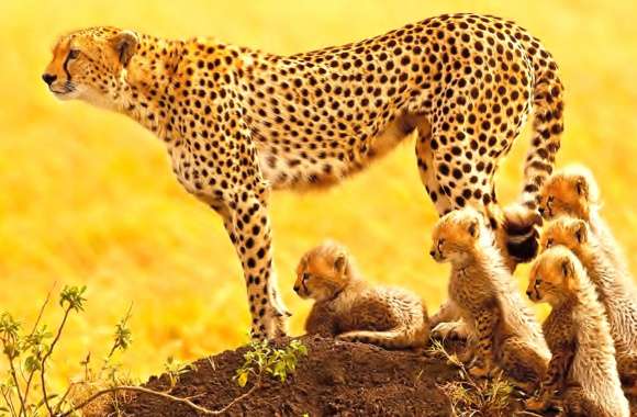 Cheetah Family