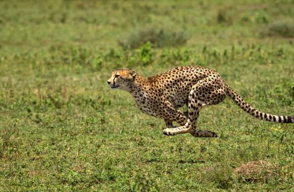 Cheetah in Motion -