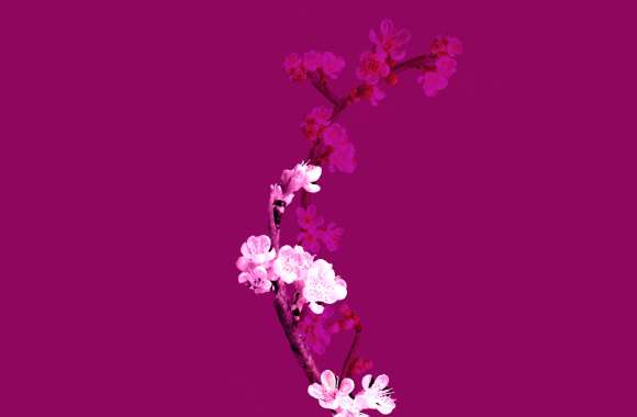 Cherry blossom Plum Velvet wallpapers hd quality