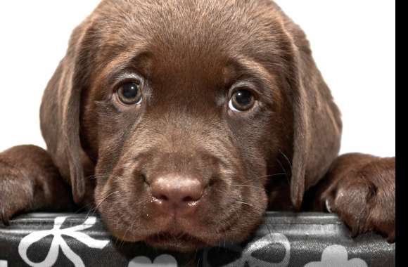 Chesapeake Bay Retriever Puppy -