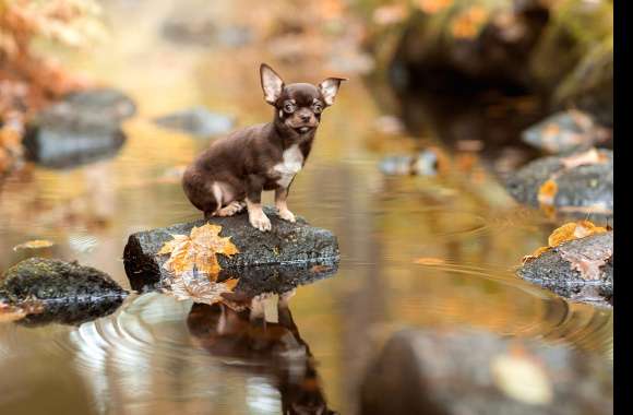 Chihuahua in Autumn Stream Reflection -