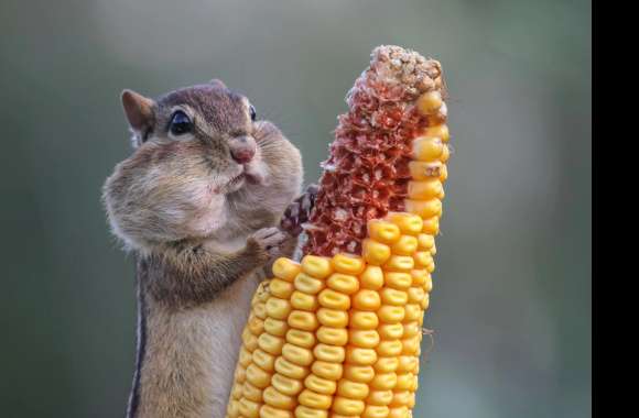 Chipmunk Feast -