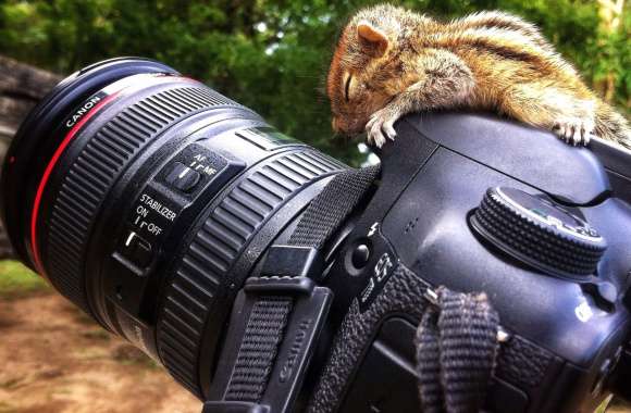 Chipmunk on a Canon Camera