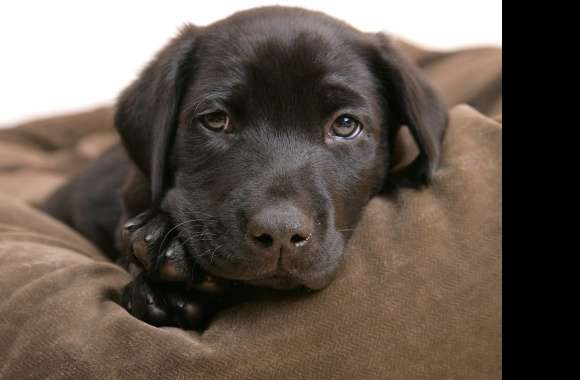 Chocolate Labrador Puppy