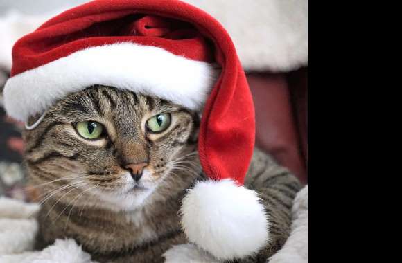 Christmas Cat wallpapers hd quality