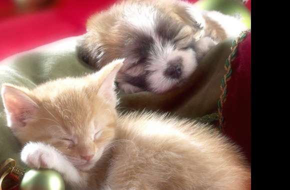 Christmas Joy Sleeping Kitten and Puppy