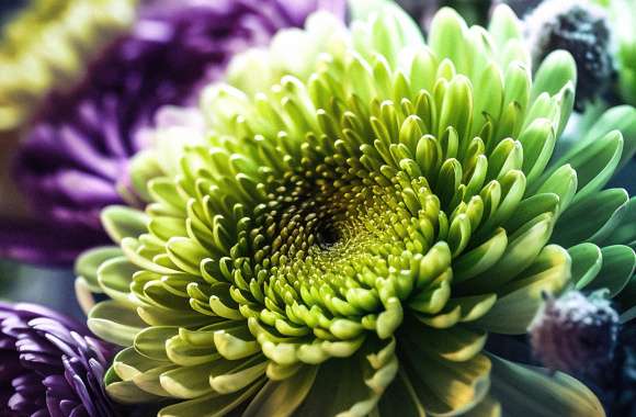 Chrysanthemum flowers Macro