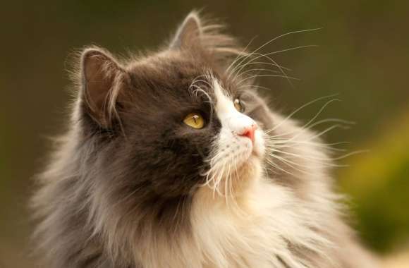 Close-up Animal Cat wallpapers hd quality